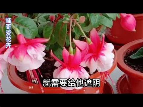 倒吊的花